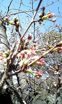 桜