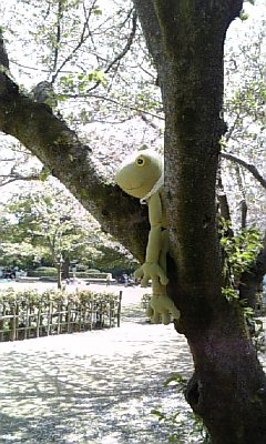 桜とケロ