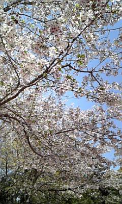 sakura