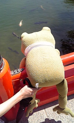 こいを見るケロ