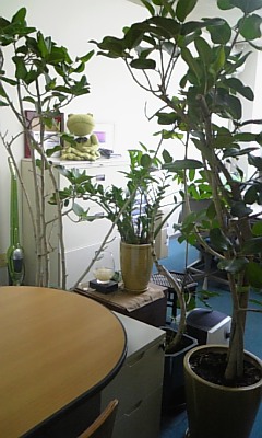 観葉植物