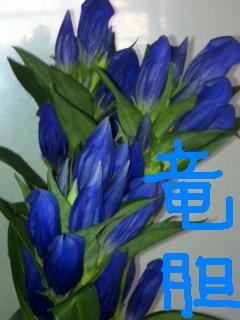 りんどう５