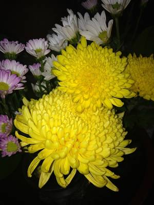 菊