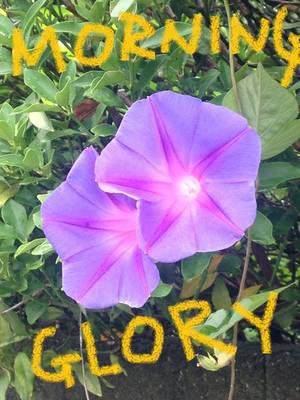 morning glory