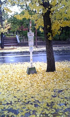 いちょうの葉っぱ